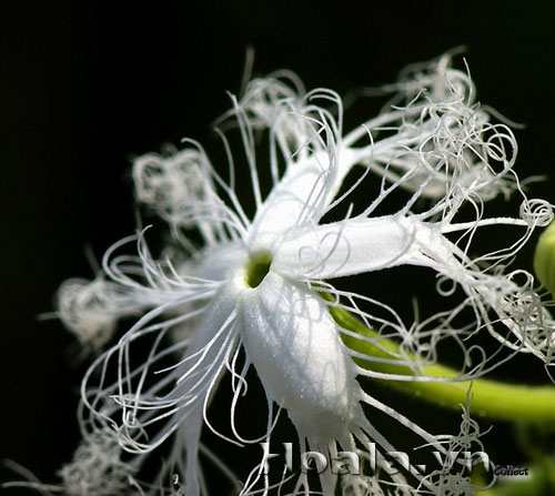 hoa_muop_ran_2 | hoala.vn