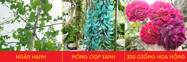 ngan hanh, mong cop xanh