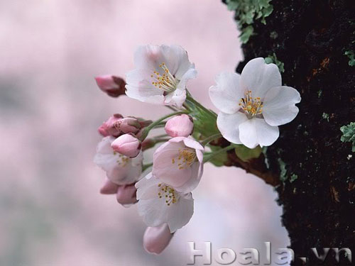 hoa-mua-xuan