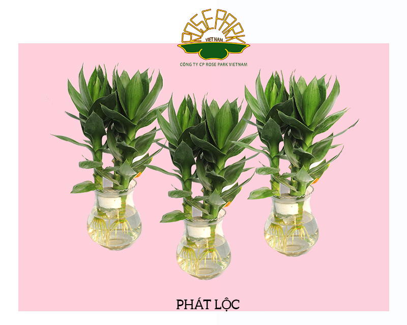 phat loc 3