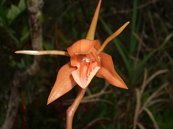 phong_lan_12 Các loài phong lan lạ | hoala.vn