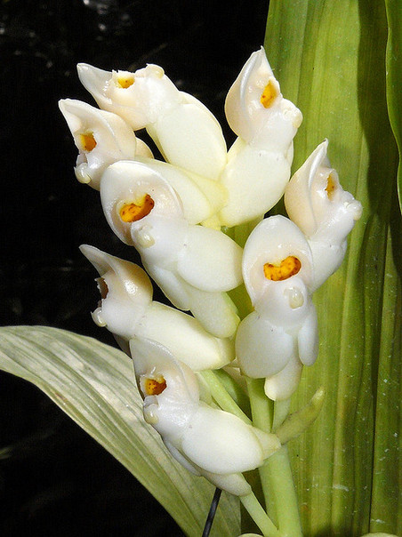 phong_lan_28 Các loài phong lan lạ | hoala.vn