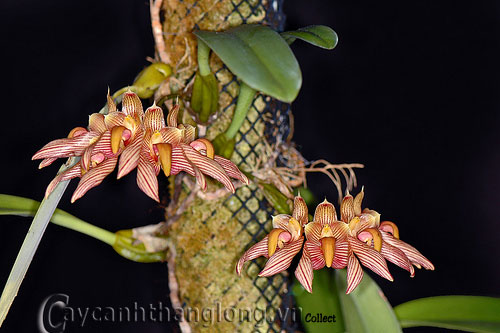 phong_lan_32 Các loài phong lan lạ | hoala.vn