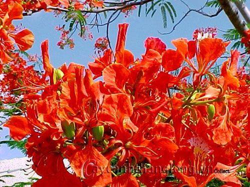 Phượng vĩ có nhiều màu hoa | hoala.vn