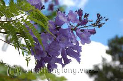 Phượng vĩ có nhiều màu hoa | hoala.vn