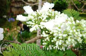 Phượng vĩ có nhiều màu hoa | hoala.vn