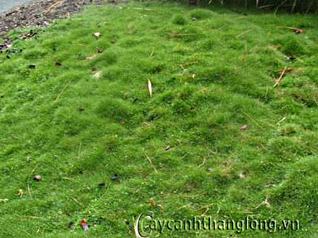 product_1363860119 product 1363860119