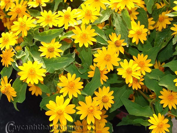 product_1366000208 product 1366000208