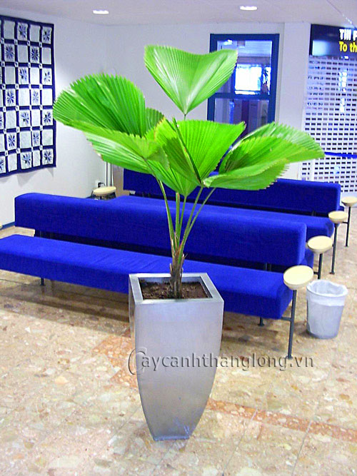 Cây cảnh văn phòng được ưa chuộng hiện nay | hoala.vn