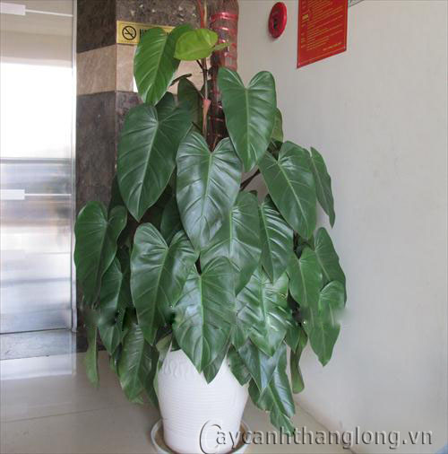 Cây cảnh văn phòng được ưa chuộng hiện nay | hoala.vn