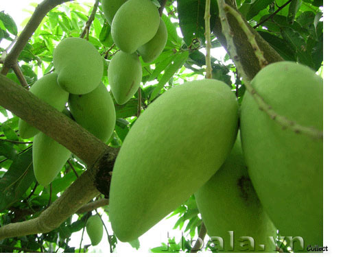 xoai_dai_loan | hoala.vn