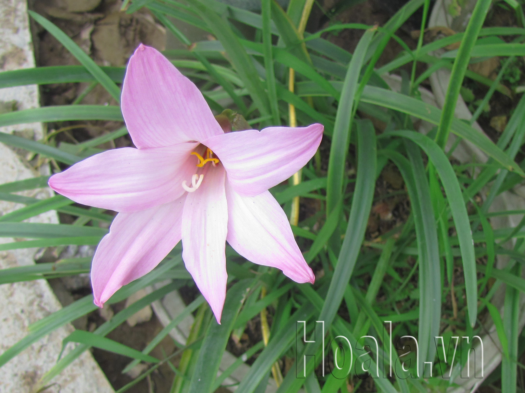 hoa_thuy_tien_chau_au | hoala.vn