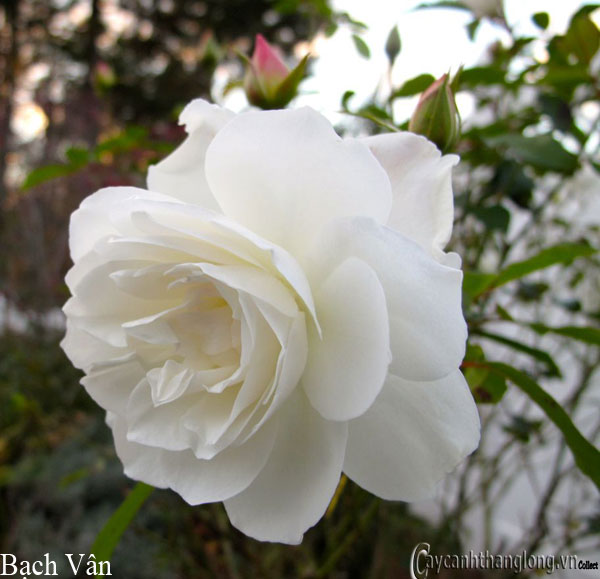 hoa hong leo mau trang - hong bach van 114