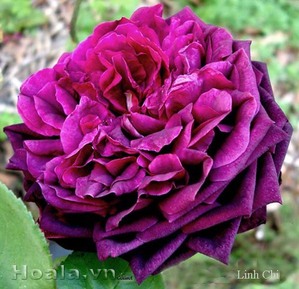 Hoa hong leo linh chi 01