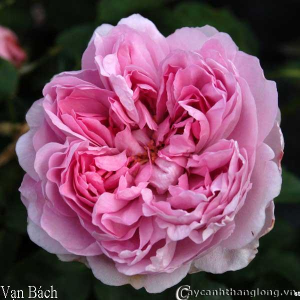 Hoa hong mau hong - Hong leo van bach