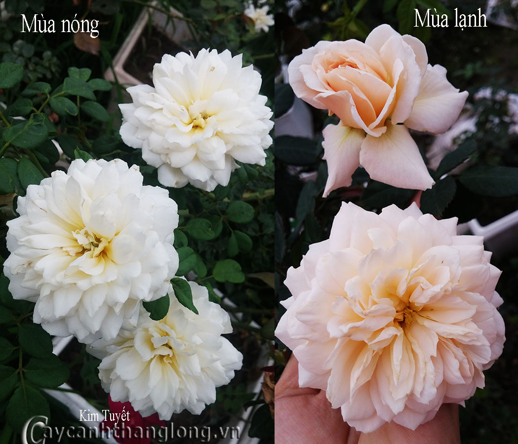 hoa hong mua he - hong leo kim tuyet