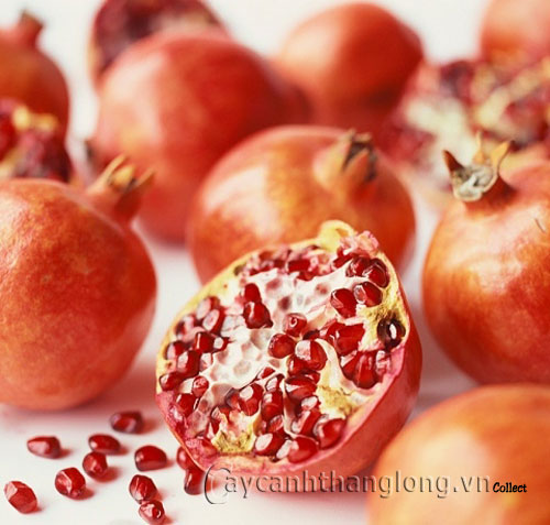 qua_luu Cây lựu cây cảnh đẹp, vị thuốc hay | hoala.vn