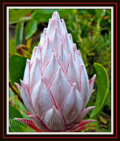 Ngắm vẻ kì thú của quốc hoa Nam Phi | hoala.vn