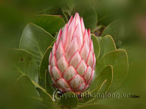 Ngắm vẻ kì thú của quốc hoa Nam Phi | hoala.vn