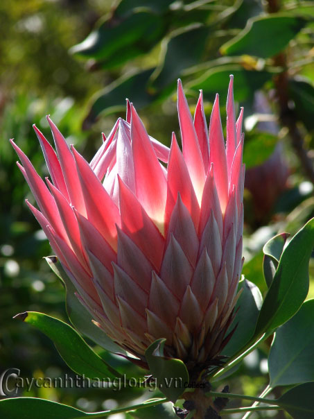 Ngắm vẻ kì thú của quốc hoa Nam Phi | hoala.vn