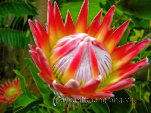 Ngắm vẻ kì thú của quốc hoa Nam Phi | hoala.vn