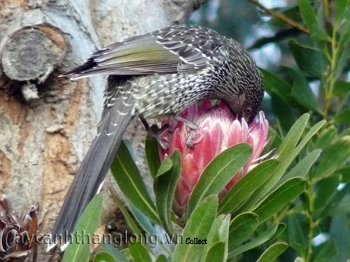 Ngắm vẻ kì thú của quốc hoa Nam Phi | hoala.vn