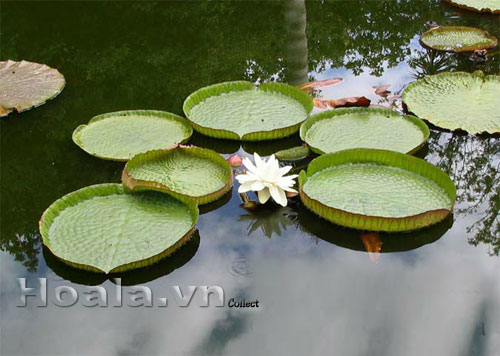 Sen vua khổng lồ tuyệt đẹp ở Bình Dương | hoala.vn