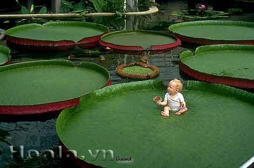 Sen vua khổng lồ tuyệt đẹp ở Bình Dương | hoala.vn
