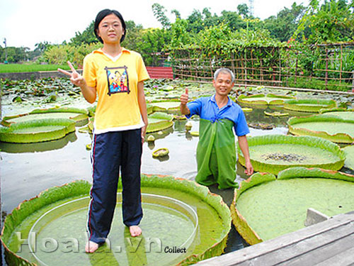 Sen vua khổng lồ tuyệt đẹp ở Bình Dương | hoala.vn