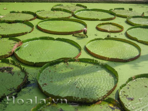 Sen vua khổng lồ tuyệt đẹp ở Bình Dương | hoala.vn
