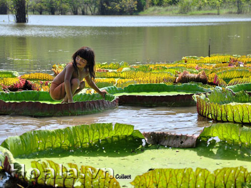 Sen vua khổng lồ tuyệt đẹp ở Bình Dương | hoala.vn