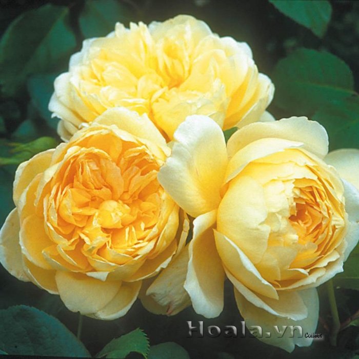 hoa hong leo mau vang Kim Thinh 106
