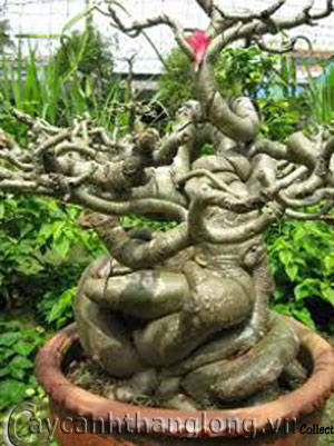 su_thai_2 Cách hạn chế bệnh thối củ ở cây sứ Thái | hoala.vn