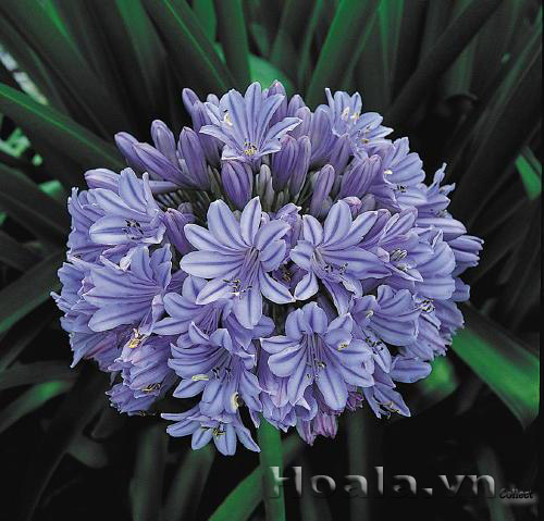 hoa_thanh_anh_11 | hoala.vn
