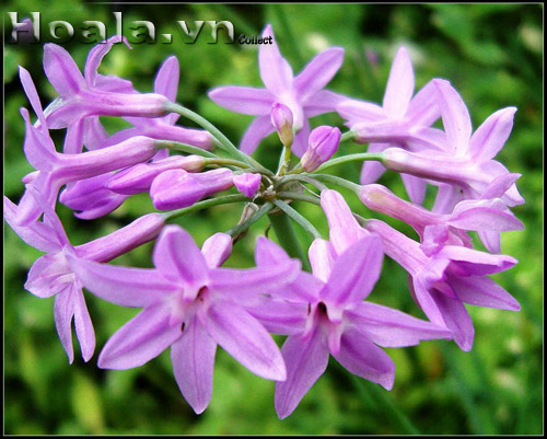 hoa_thanh_anh_12 | hoala.vn