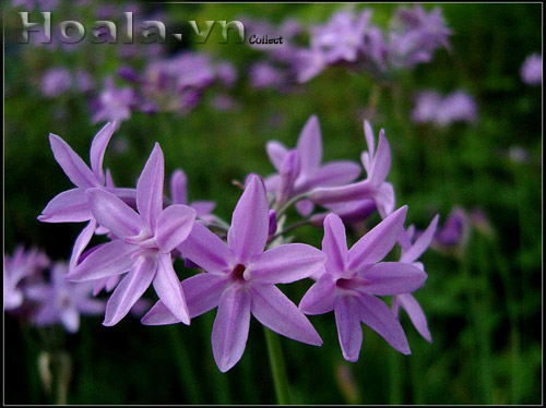 hoa_thanh_anh_13 | hoala.vn