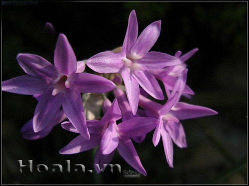 hoa_thanh_anh_14 | hoala.vn