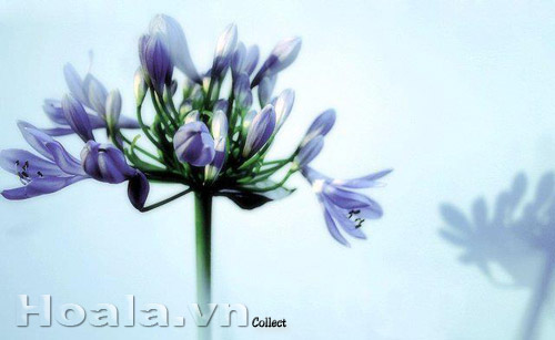 hoa_thanh_anh_17 | hoala.vn