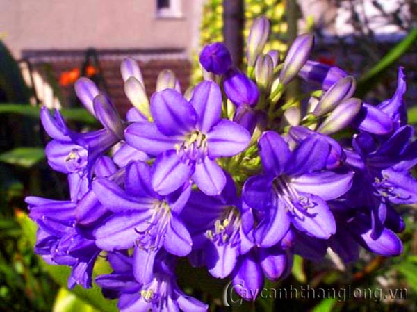 hoa_thanh_anh_11 | hoala.vn