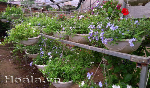hoa_thanh_xa22|hoala.vn