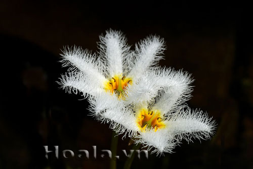 thuy_nu_5 Hoa thủy nữ rực sáng giữa đầm lầy | hoala.vn