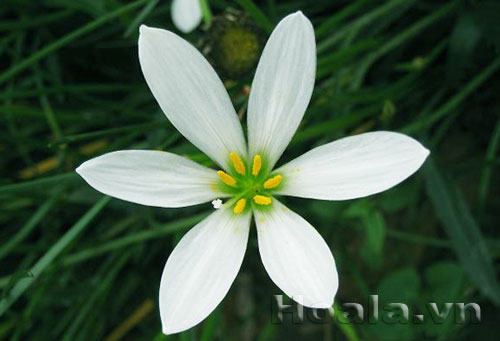 Vẻ đẹp Hoa tóc tiên | hoala.vn