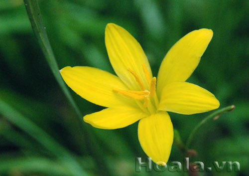 Vẻ đẹp Hoa tóc tiên | hoala.vn