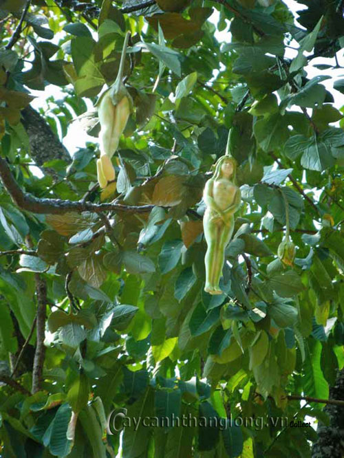 Trái cây kỳ lạ mang hình thiếu nữ khỏa thân | hoala.vn