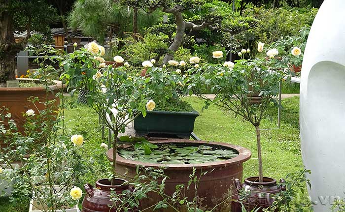 tree rose ngay tet