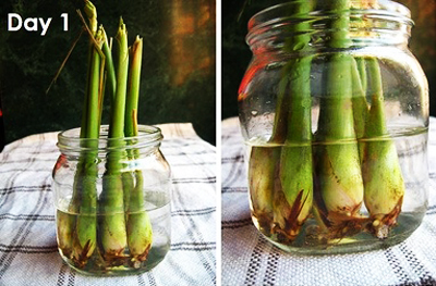 trong_sa_1 Trồng cây sả: vừa làm cảnh, vừa đuổi muỗi | hoala.vn