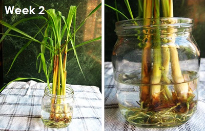 trong_sa_2 Trồng cây sả: vừa làm cảnh, vừa đuổi muỗi | hoala.vn