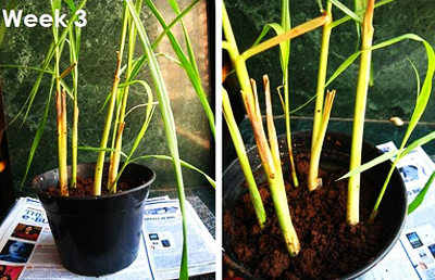 trong_sa_3 Trồng cây sả: vừa làm cảnh, vừa đuổi muỗi | hoala.vn