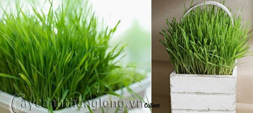 trong_sa_5 Trồng cây sả: vừa làm cảnh, vừa đuổi muỗi | hoala.vn