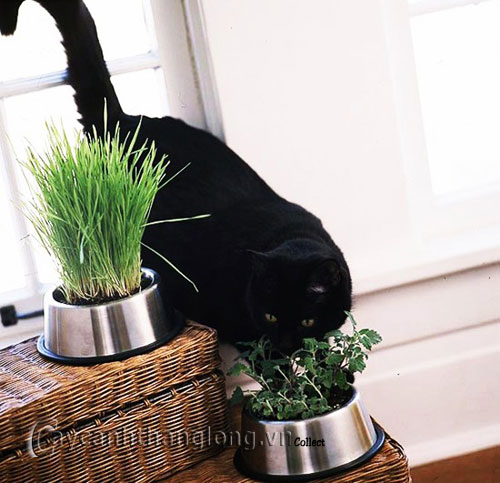 trong_sa_6 Trồng cây sả: vừa làm cảnh, vừa đuổi muỗi | hoala.vn